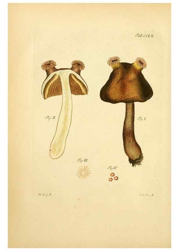 Reproducción/Reproduction 10314865433: Fungorum qui in Bavaria et Palatinatu circa Ratisbonam nascuntur icones, nativis coloribus expressae.. Erlangae,Apud J.J. Palmium,1800.
