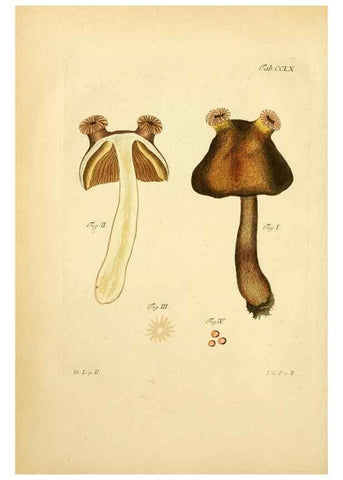 Reproducción/Reproduction 10314865433: Fungorum qui in Bavaria et Palatinatu circa Ratisbonam nascuntur icones, nativis coloribus expressae.. Erlangae,Apud J.J. Palmium,1800.