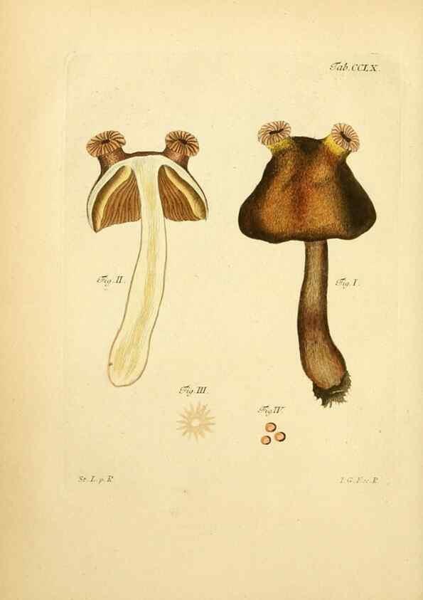 Reproducción/Reproduction 10314865433: Fungorum qui in Bavaria et Palatinatu circa Ratisbonam nascuntur icones, nativis coloribus expressae.. Erlangae,Apud J.J. Palmium,1800.