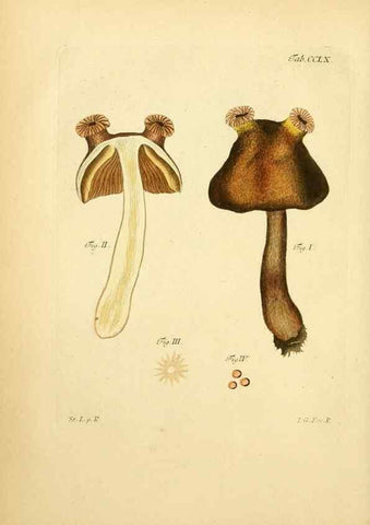 Reproducción/Reproduction 10314865433: Fungorum qui in Bavaria et Palatinatu circa Ratisbonam nascuntur icones, nativis coloribus expressae.. Erlangae,Apud J.J. Palmium,1800.