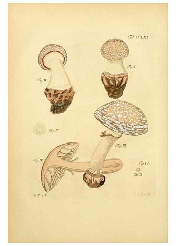 Reproducción/Reproduction 10314870223: Fungorum qui in Bavaria et Palatinatu circa Ratisbonam nascuntur icones, nativis coloribus expressae.. Erlangae,Apud J.J. Palmium,1800.