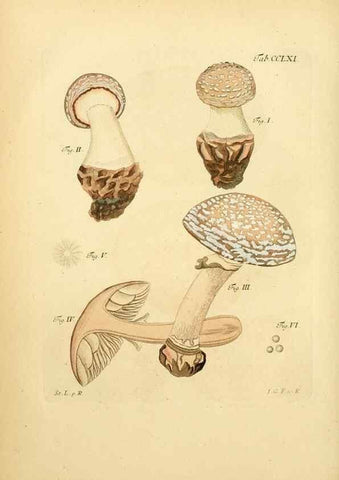 Reproducción/Reproduction 10314870223: Fungorum qui in Bavaria et Palatinatu circa Ratisbonam nascuntur icones, nativis coloribus expressae.. Erlangae,Apud J.J. Palmium,1800.