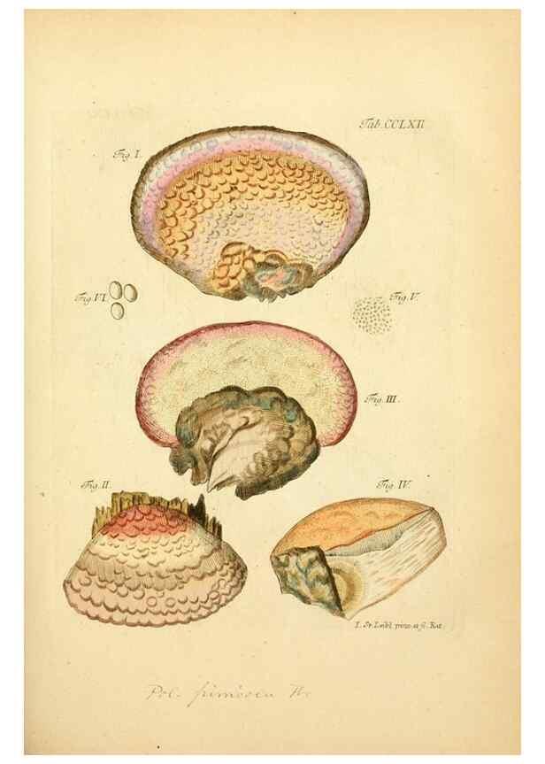 Reproducción/Reproduction 10314716535: Fungorum qui in Bavaria et Palatinatu circa Ratisbonam nascuntur icones, nativis coloribus expressae.. Erlangae,Apud J.J. Palmium,1800.