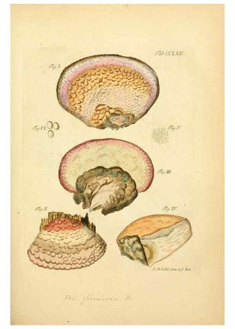 Reproducción/Reproduction 10314716535: Fungorum qui in Bavaria et Palatinatu circa Ratisbonam nascuntur icones, nativis coloribus expressae.. Erlangae,Apud J.J. Palmium,1800.