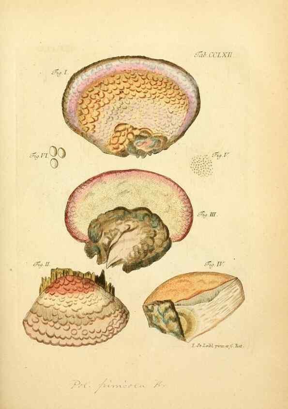 Reproducción/Reproduction 10314716535: Fungorum qui in Bavaria et Palatinatu circa Ratisbonam nascuntur icones, nativis coloribus expressae.. Erlangae,Apud J.J. Palmium,1800.