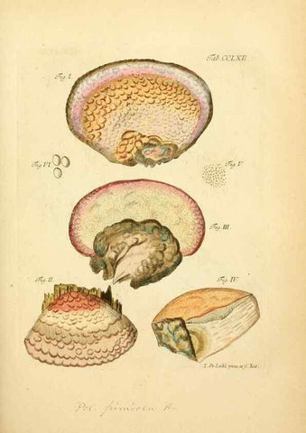 Reproducción/Reproduction 10314716535: Fungorum qui in Bavaria et Palatinatu circa Ratisbonam nascuntur icones, nativis coloribus expressae.. Erlangae,Apud J.J. Palmium,1800.