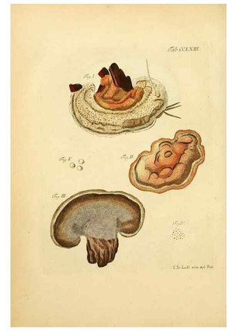 Reproducción/Reproduction 10314880013: Fungorum qui in Bavaria et Palatinatu circa Ratisbonam nascuntur icones, nativis coloribus expressae.. Erlangae,Apud J.J. Palmium,1800.