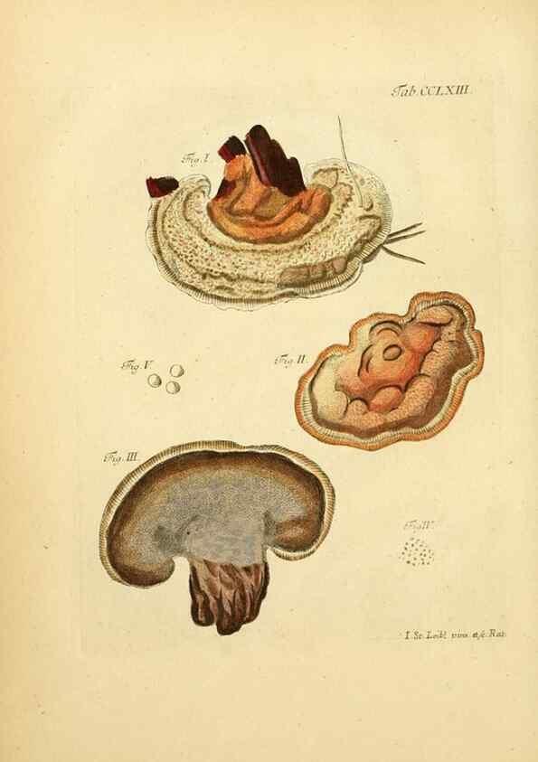 Reproducción/Reproduction 10314880013: Fungorum qui in Bavaria et Palatinatu circa Ratisbonam nascuntur icones, nativis coloribus expressae.. Erlangae,Apud J.J. Palmium,1800.