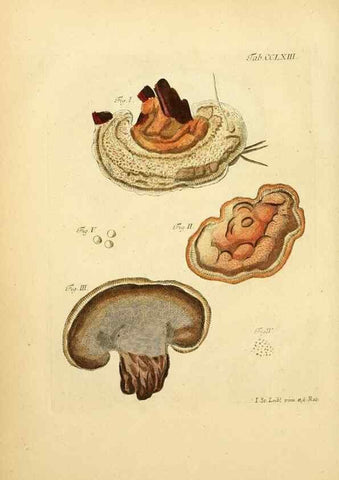 Reproducción/Reproduction 10314880013: Fungorum qui in Bavaria et Palatinatu circa Ratisbonam nascuntur icones, nativis coloribus expressae.. Erlangae,Apud J.J. Palmium,1800.