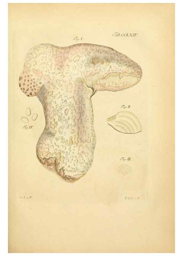 Reproducción/Reproduction 10314884633: Fungorum qui in Bavaria et Palatinatu circa Ratisbonam nascuntur icones, nativis coloribus expressae.. Erlangae,Apud J.J. Palmium,1800.