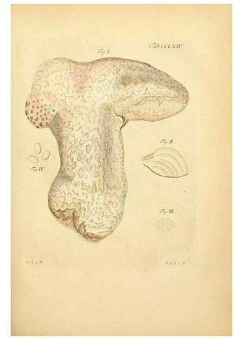 Reproducción/Reproduction 10314884633: Fungorum qui in Bavaria et Palatinatu circa Ratisbonam nascuntur icones, nativis coloribus expressae.. Erlangae,Apud J.J. Palmium,1800.