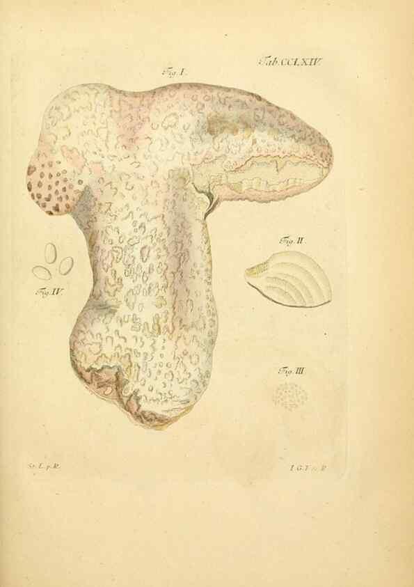 Reproducción/Reproduction 10314884633: Fungorum qui in Bavaria et Palatinatu circa Ratisbonam nascuntur icones, nativis coloribus expressae.. Erlangae,Apud J.J. Palmium,1800.