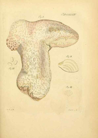 Reproducción/Reproduction 10314884633: Fungorum qui in Bavaria et Palatinatu circa Ratisbonam nascuntur icones, nativis coloribus expressae.. Erlangae,Apud J.J. Palmium,1800.