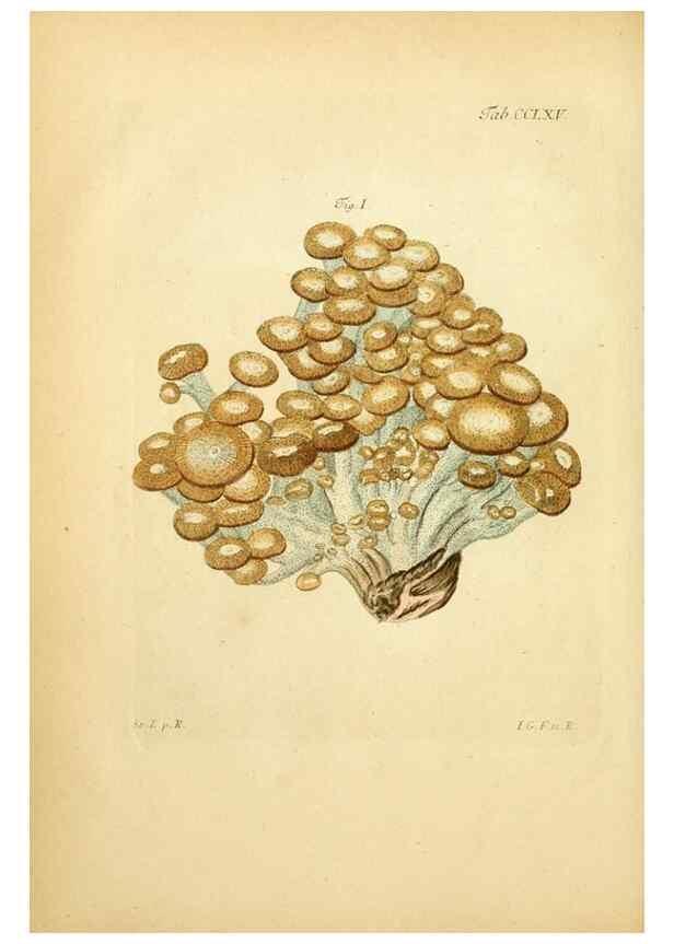 Reproducción/Reproduction 10314698234: Fungorum qui in Bavaria et Palatinatu circa Ratisbonam nascuntur icones, nativis coloribus expressae.. Erlangae,Apud J.J. Palmium,1800.