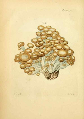 Reproducción/Reproduction 10314698234: Fungorum qui in Bavaria et Palatinatu circa Ratisbonam nascuntur icones, nativis coloribus expressae.. Erlangae,Apud J.J. Palmium,1800.