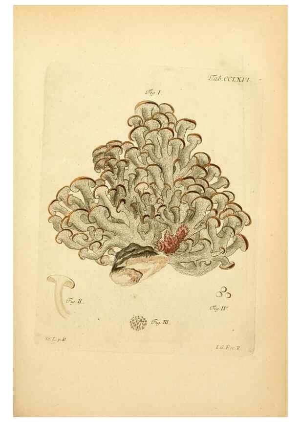 Reproducción/Reproduction 10314762076: Fungorum qui in Bavaria et Palatinatu circa Ratisbonam nascuntur icones, nativis coloribus expressae.. Erlangae,Apud J.J. Palmium,1800.