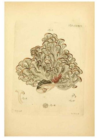 Reproducción/Reproduction 10314762076: Fungorum qui in Bavaria et Palatinatu circa Ratisbonam nascuntur icones, nativis coloribus expressae.. Erlangae,Apud J.J. Palmium,1800.