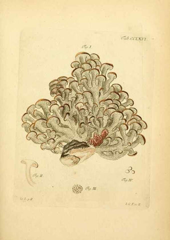 Reproducción/Reproduction 10314762076: Fungorum qui in Bavaria et Palatinatu circa Ratisbonam nascuntur icones, nativis coloribus expressae.. Erlangae,Apud J.J. Palmium,1800.
