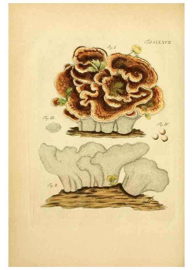 Reproducción/Reproduction 10314708054: Fungorum qui in Bavaria et Palatinatu circa Ratisbonam nascuntur icones, nativis coloribus expressae.. Erlangae,Apud J.J. Palmium,1800.
