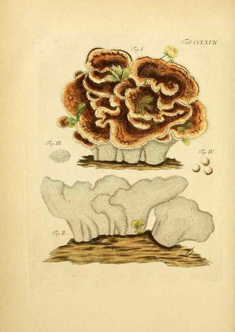 Reproducción/Reproduction 10314708054: Fungorum qui in Bavaria et Palatinatu circa Ratisbonam nascuntur icones, nativis coloribus expressae.. Erlangae,Apud J.J. Palmium,1800.