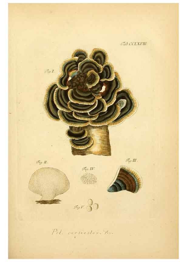 Reproducción/Reproduction 10314745715: Fungorum qui in Bavaria et Palatinatu circa Ratisbonam nascuntur icones, nativis coloribus expressae.. Erlangae,Apud J.J. Palmium,1800.