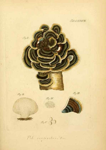 Reproducción/Reproduction 10314745715: Fungorum qui in Bavaria et Palatinatu circa Ratisbonam nascuntur icones, nativis coloribus expressae.. Erlangae,Apud J.J. Palmium,1800.