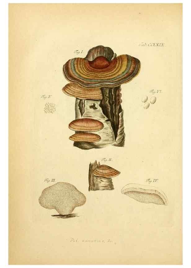 Reproducción/Reproduction 10314752235: Fungorum qui in Bavaria et Palatinatu circa Ratisbonam nascuntur icones, nativis coloribus expressae.. Erlangae,Apud J.J. Palmium,1800.