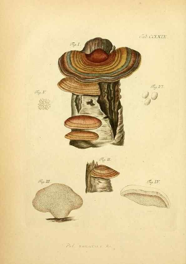 Reproducción/Reproduction 10314752235: Fungorum qui in Bavaria et Palatinatu circa Ratisbonam nascuntur icones, nativis coloribus expressae.. Erlangae,Apud J.J. Palmium,1800.