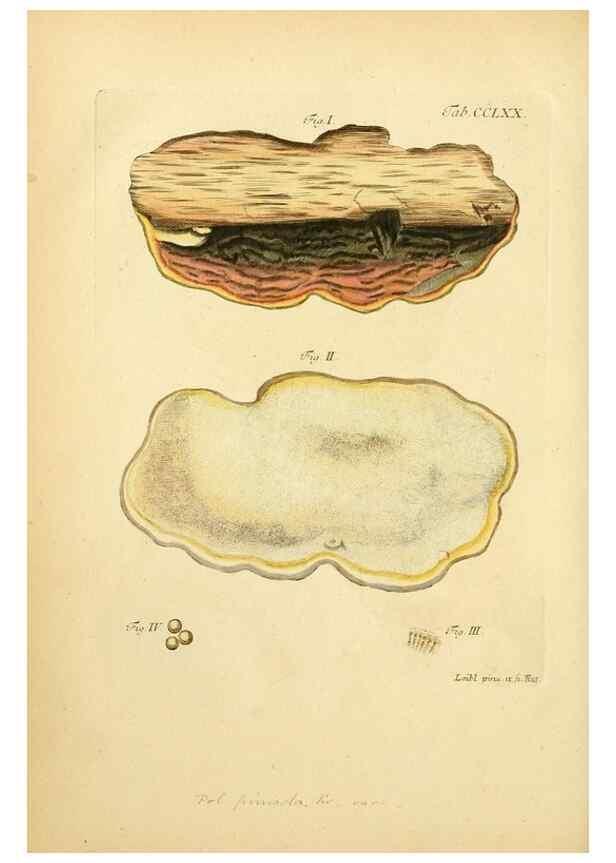 Reproducción/Reproduction 10314723094: Fungorum qui in Bavaria et Palatinatu circa Ratisbonam nascuntur icones, nativis coloribus expressae.. Erlangae,Apud J.J. Palmium,1800.