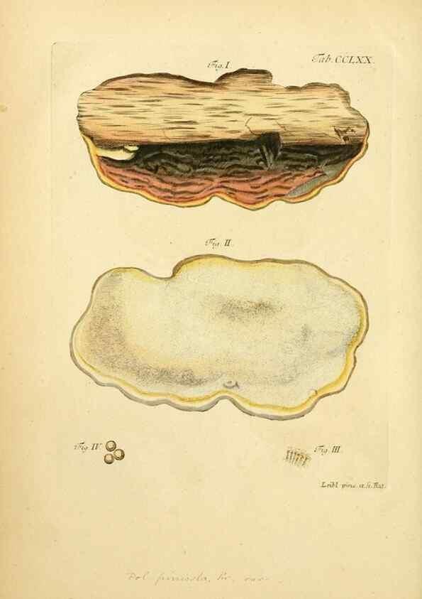 Reproducción/Reproduction 10314723094: Fungorum qui in Bavaria et Palatinatu circa Ratisbonam nascuntur icones, nativis coloribus expressae.. Erlangae,Apud J.J. Palmium,1800.