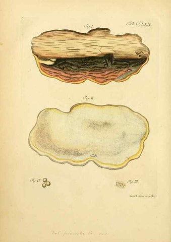 Reproducción/Reproduction 10314723094: Fungorum qui in Bavaria et Palatinatu circa Ratisbonam nascuntur icones, nativis coloribus expressae.. Erlangae,Apud J.J. Palmium,1800.