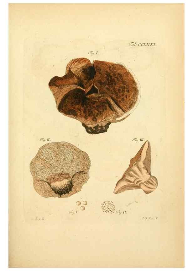 Reproducción/Reproduction 10314727704: Fungorum qui in Bavaria et Palatinatu circa Ratisbonam nascuntur icones, nativis coloribus expressae.. Erlangae,Apud J.J. Palmium,1800.