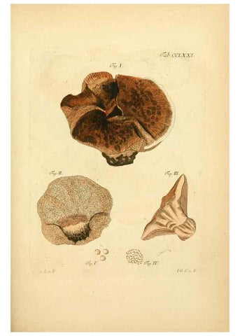 Reproducción/Reproduction 10314727704: Fungorum qui in Bavaria et Palatinatu circa Ratisbonam nascuntur icones, nativis coloribus expressae.. Erlangae,Apud J.J. Palmium,1800.