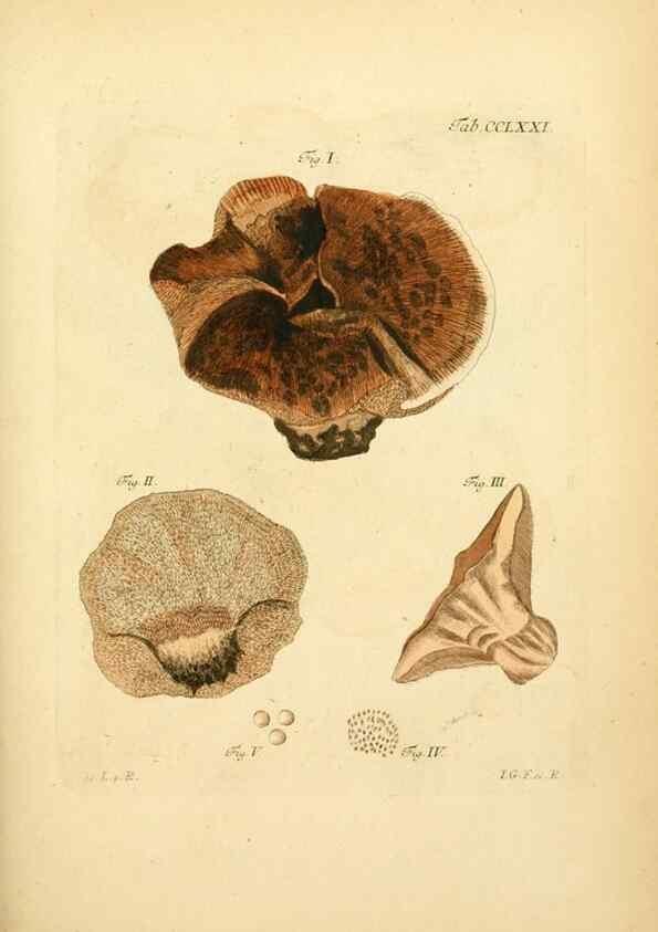 Reproducción/Reproduction 10314727704: Fungorum qui in Bavaria et Palatinatu circa Ratisbonam nascuntur icones, nativis coloribus expressae.. Erlangae,Apud J.J. Palmium,1800.