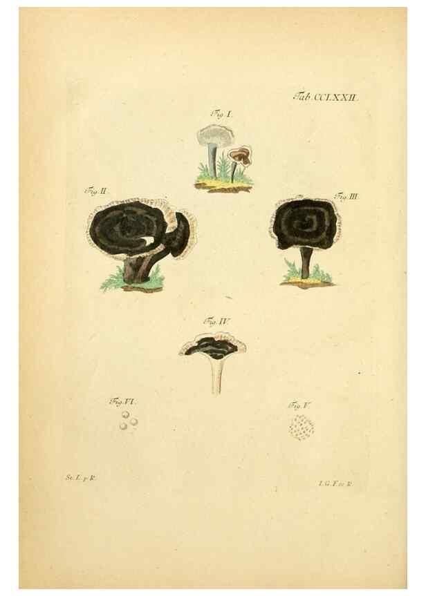 Reproducción/Reproduction 10314764565: Fungorum qui in Bavaria et Palatinatu circa Ratisbonam nascuntur icones, nativis coloribus expressae.. Erlangae,Apud J.J. Palmium,1800.