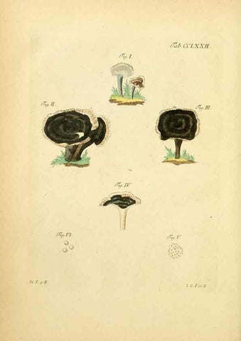 Reproducción/Reproduction 10314764565: Fungorum qui in Bavaria et Palatinatu circa Ratisbonam nascuntur icones, nativis coloribus expressae.. Erlangae,Apud J.J. Palmium,1800.