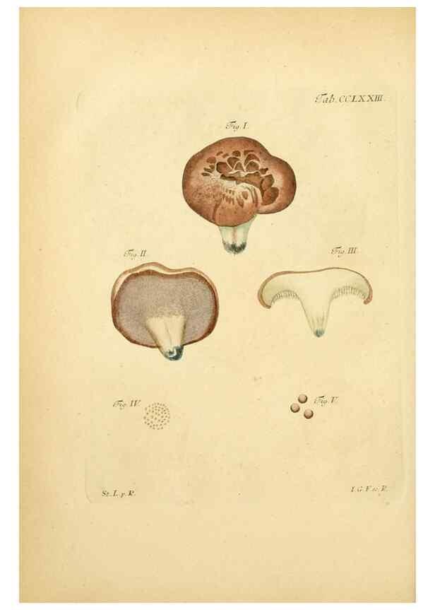 Reproducción/Reproduction 10314925723: Fungorum qui in Bavaria et Palatinatu circa Ratisbonam nascuntur icones, nativis coloribus expressae.. Erlangae,Apud J.J. Palmium,1800.