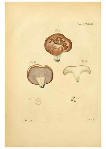 Reproducción/Reproduction 10314925723: Fungorum qui in Bavaria et Palatinatu circa Ratisbonam nascuntur icones, nativis coloribus expressae.. Erlangae,Apud J.J. Palmium,1800.