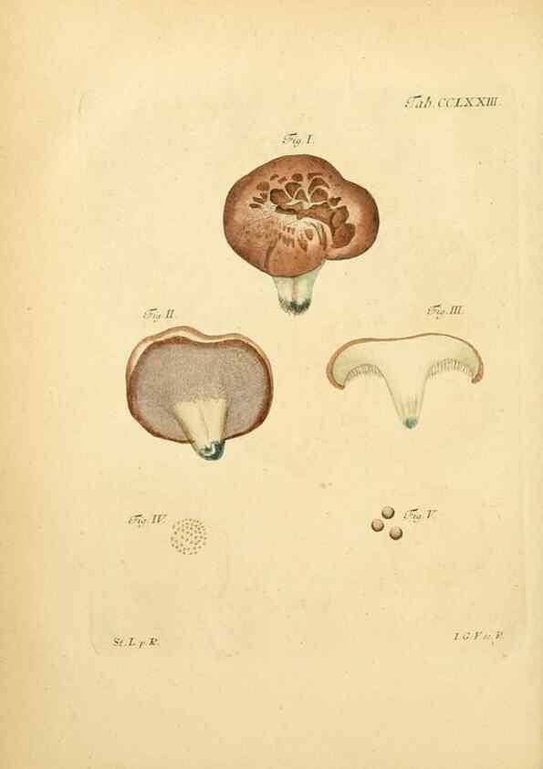 Reproducción/Reproduction 10314925723: Fungorum qui in Bavaria et Palatinatu circa Ratisbonam nascuntur icones, nativis coloribus expressae.. Erlangae,Apud J.J. Palmium,1800.