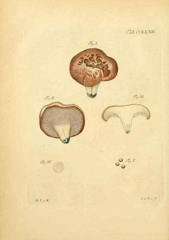 Reproducción/Reproduction 10314925723: Fungorum qui in Bavaria et Palatinatu circa Ratisbonam nascuntur icones, nativis coloribus expressae.. Erlangae,Apud J.J. Palmium,1800.