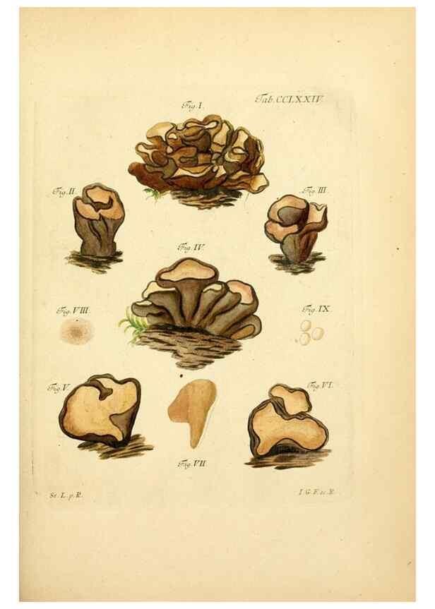 Reproducción/Reproduction 10314797366: Fungorum qui in Bavaria et Palatinatu circa Ratisbonam nascuntur icones, nativis coloribus expressae.. Erlangae,Apud J.J. Palmium,1800.