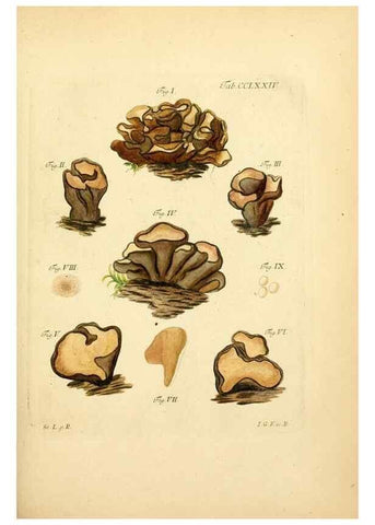 Reproducción/Reproduction 10314797366: Fungorum qui in Bavaria et Palatinatu circa Ratisbonam nascuntur icones, nativis coloribus expressae.. Erlangae,Apud J.J. Palmium,1800.