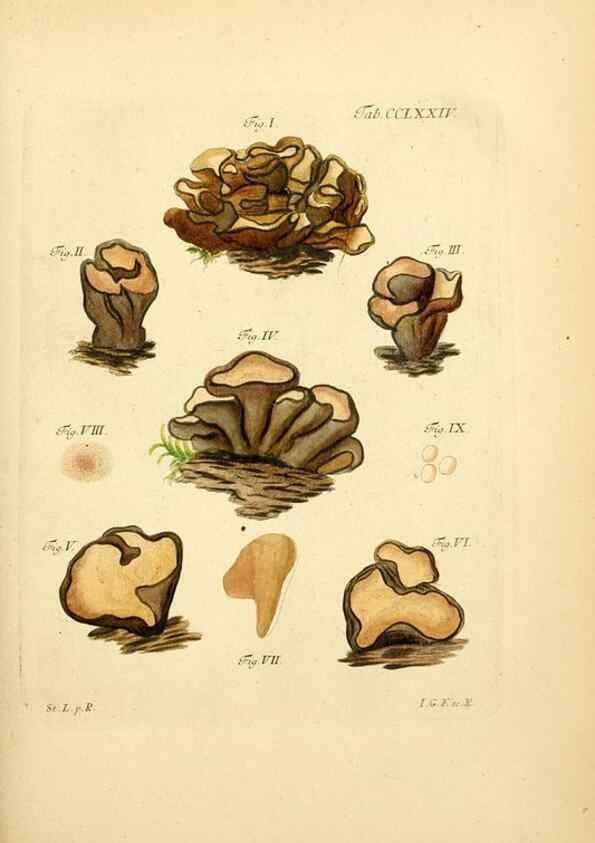 Reproducción/Reproduction 10314797366: Fungorum qui in Bavaria et Palatinatu circa Ratisbonam nascuntur icones, nativis coloribus expressae.. Erlangae,Apud J.J. Palmium,1800.