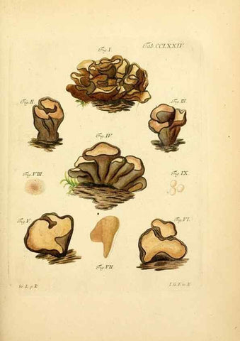 Reproducción/Reproduction 10314797366: Fungorum qui in Bavaria et Palatinatu circa Ratisbonam nascuntur icones, nativis coloribus expressae.. Erlangae,Apud J.J. Palmium,1800.
