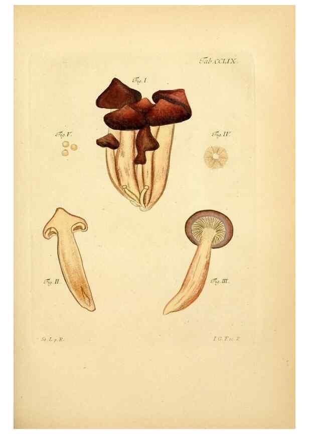 Reproducción/Reproduction 10314861603: Fungorum qui in Bavaria et Palatinatu circa Ratisbonam nascuntur icones, nativis coloribus expressae.. Erlangae,Apud J.J. Palmium,1800.