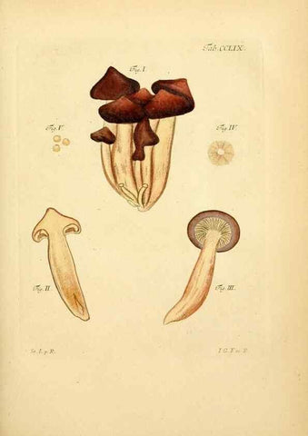 Reproducción/Reproduction 10314861603: Fungorum qui in Bavaria et Palatinatu circa Ratisbonam nascuntur icones, nativis coloribus expressae.. Erlangae,Apud J.J. Palmium,1800.