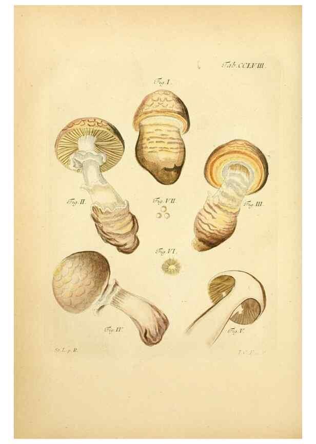 Reproducción/Reproduction 10314698365: Fungorum qui in Bavaria et Palatinatu circa Ratisbonam nascuntur icones, nativis coloribus expressae.. Erlangae,Apud J.J. Palmium,1800.