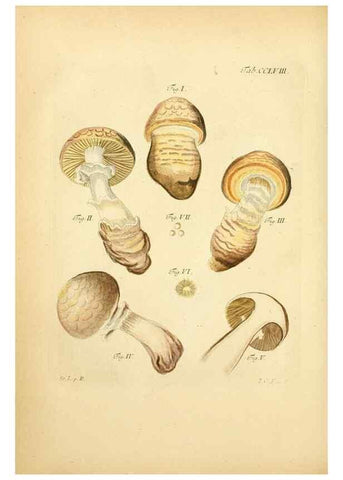 Reproducción/Reproduction 10314698365: Fungorum qui in Bavaria et Palatinatu circa Ratisbonam nascuntur icones, nativis coloribus expressae.. Erlangae,Apud J.J. Palmium,1800.