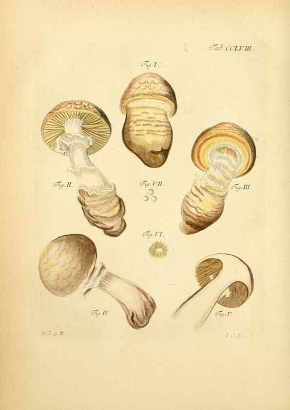 Reproducción/Reproduction 10314698365: Fungorum qui in Bavaria et Palatinatu circa Ratisbonam nascuntur icones, nativis coloribus expressae.. Erlangae,Apud J.J. Palmium,1800.