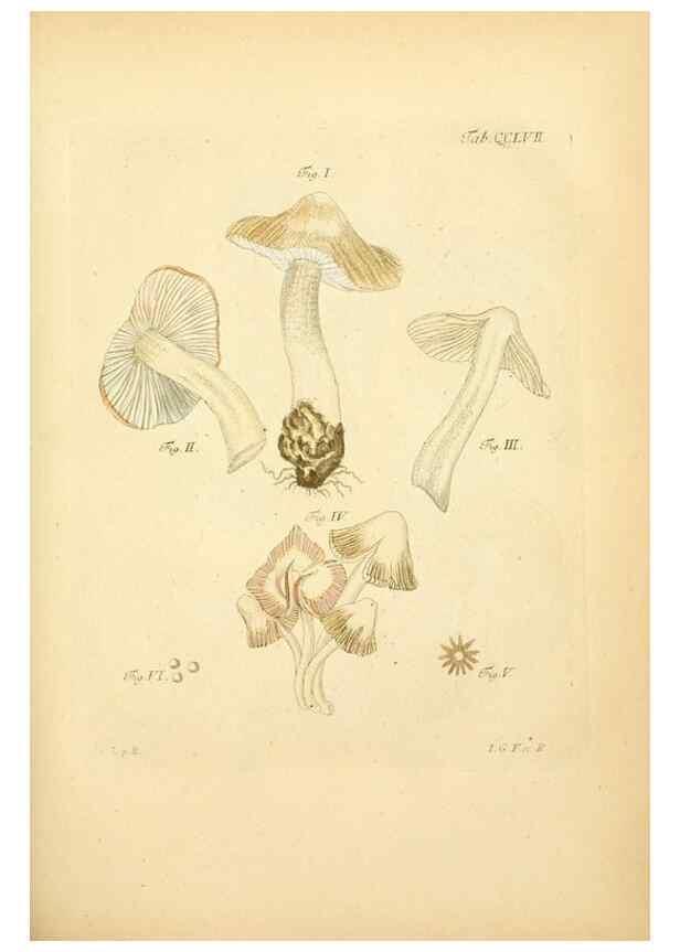 Reproducción/Reproduction 10314660854: Fungorum qui in Bavaria et Palatinatu circa Ratisbonam nascuntur icones, nativis coloribus expressae.. Erlangae,Apud J.J. Palmium,1800.